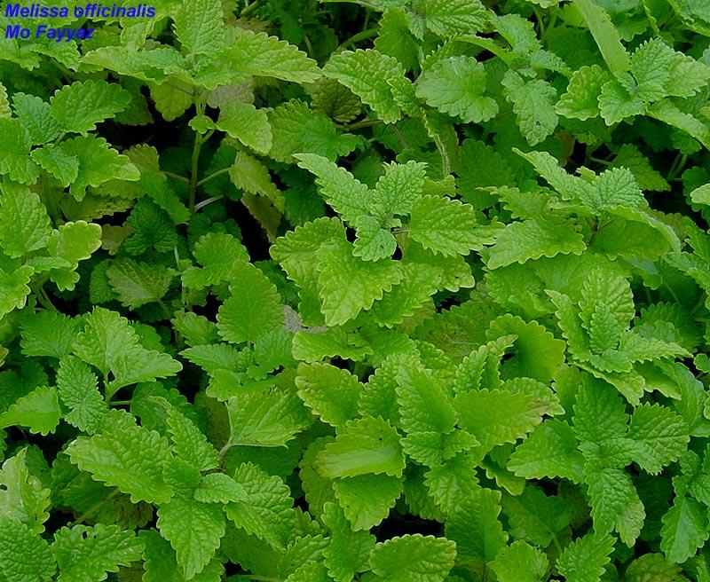 Foto: Meduňka Lékařská