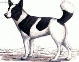 Foto: Medvědí kanadský pes Taltan-Kresba