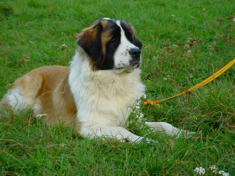 Foto: Moskevský strážní pes-ŽELEZNYJ BLESK -IMPORT RUSKO - 6 MĚSÍCŮ. Majitelka: Jana Zemanová. CHS: Ruský medvěd