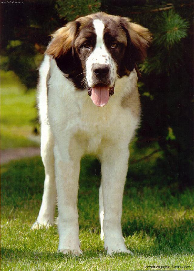 Foto: Moskevský strážní pes-Arven Nagajka. Majitelka: Jana Zemanová. CHS: Ruský medvěd