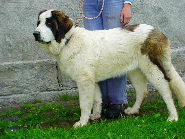 Foto: Moskevský strážní pes-Andy. Majitelka: Jana Zemanová. CHS: Ruský medvěd