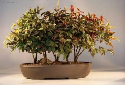 Foto: Nebeský bambus