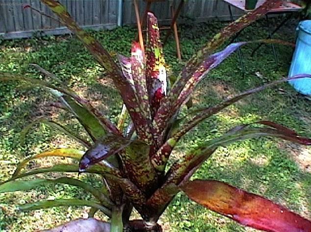 Fotky: Neoregelie (foto, obrazky)