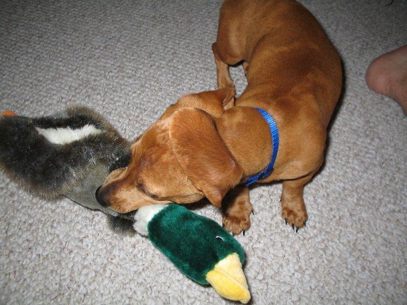 Foto: Než si domů přivedeme pejska