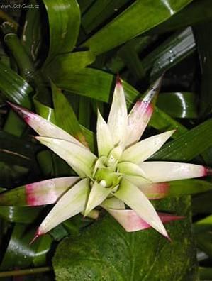 Foto: Nidulárium, hnízdo