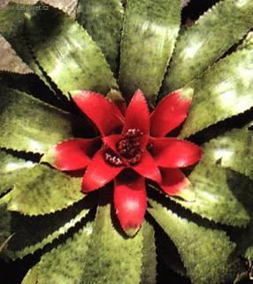 Foto: Nidulárium, hnízdo