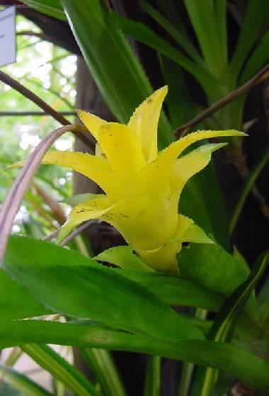 Foto: Nidulárium, hnízdo