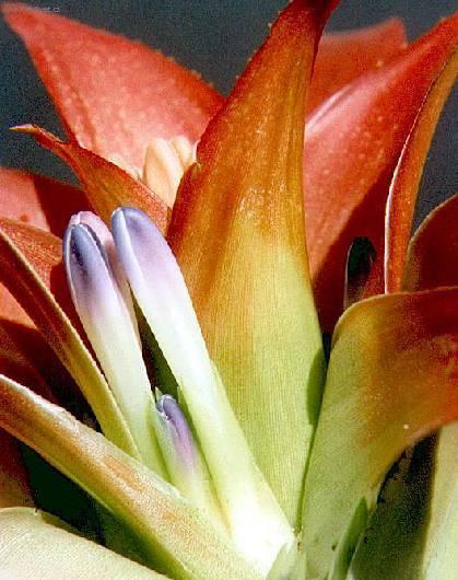 Foto: Nidulárium, hnízdo