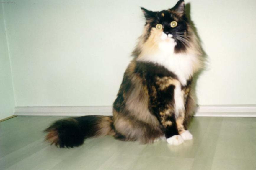 Foto: Norská lesní kočka