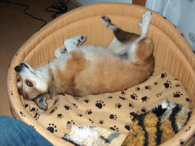 Foto: Norský lundehund-Nase Aja. Majitelka: Karin Briandova