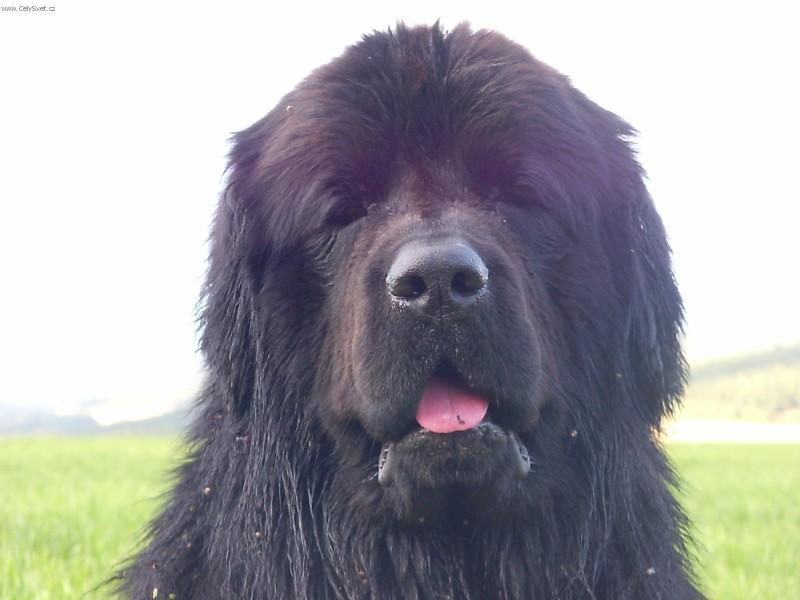 Foto: Novofundlandský pes-Majitel: xrude@seznam.cz