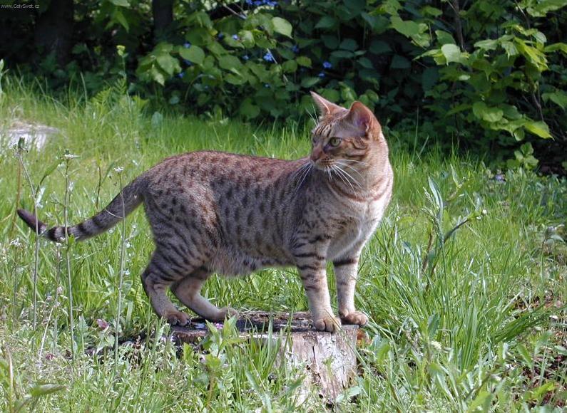 Foto: Ocicat kočka