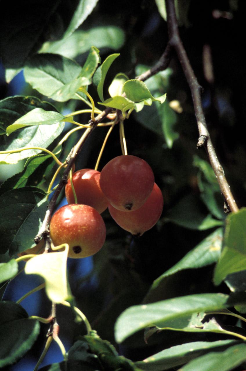 Foto: Ovocné stromy