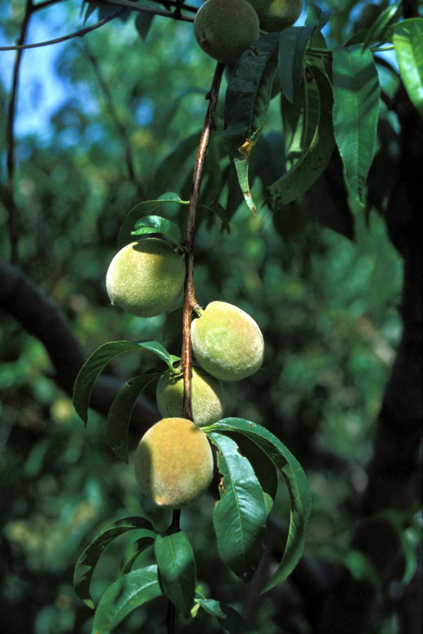 Foto: Ovocné stromy