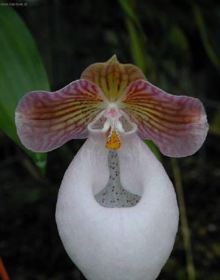 Foto: Pafiopedilum, střevičníkovec