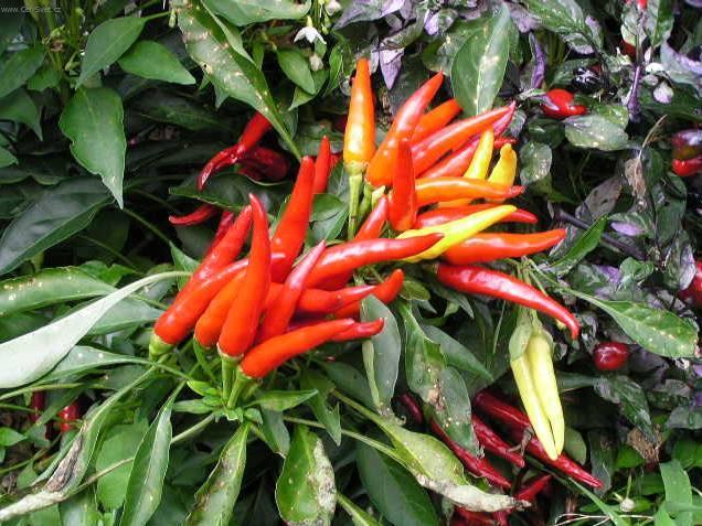 Foto: Paprika roční