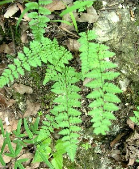 Foto: Pelea knofliková