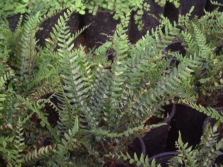 Foto: Pelea knofliková