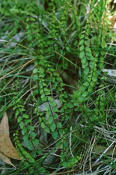 Foto: Pelea knofliková