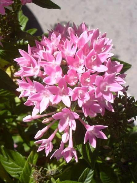 Foto: Pentas, pětkovec