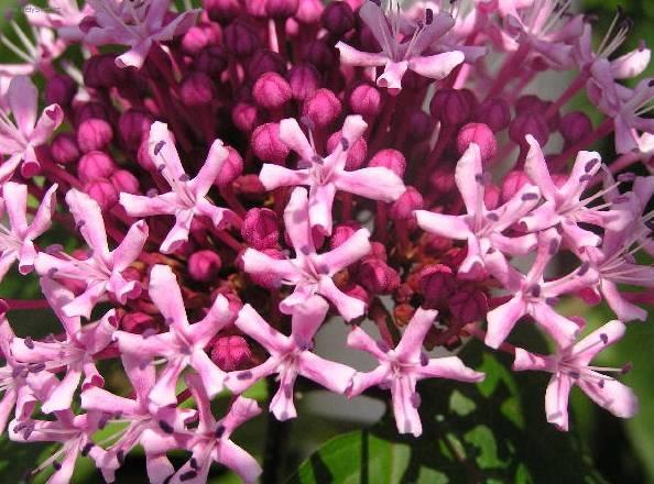 Foto: Pentas, pětkovec