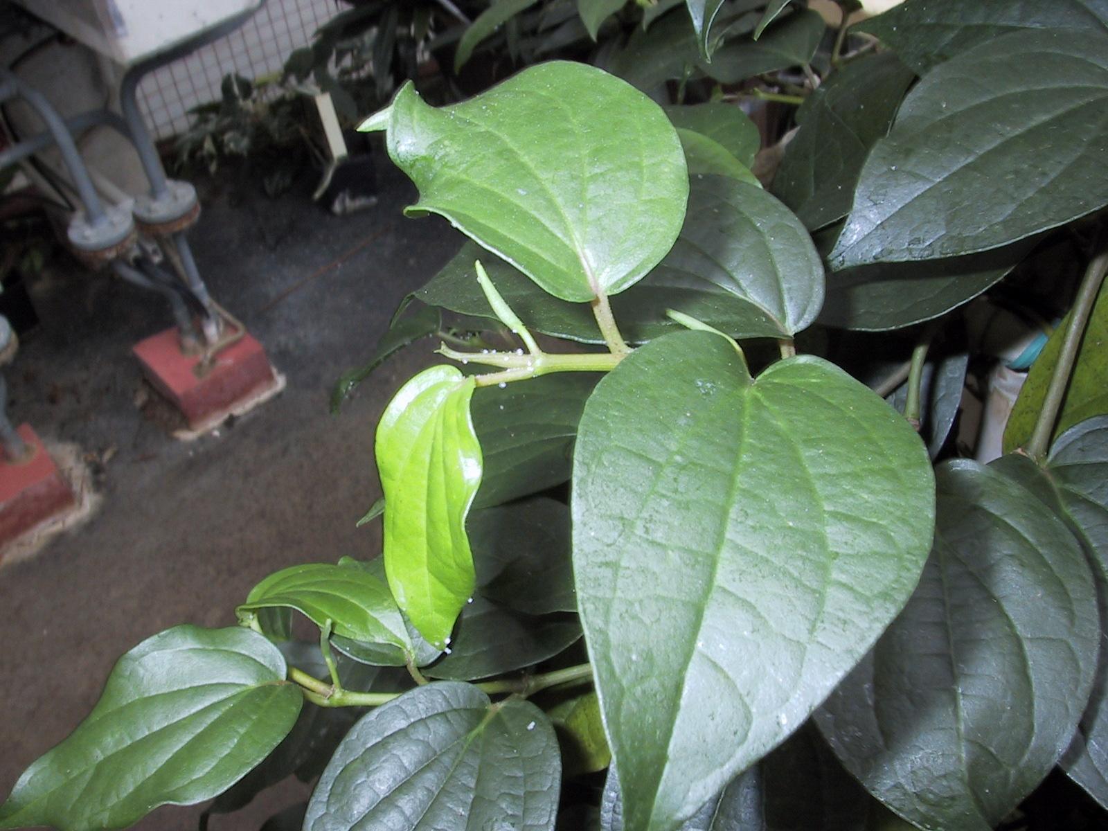 Foto: Pepřovník-Piper nigrum