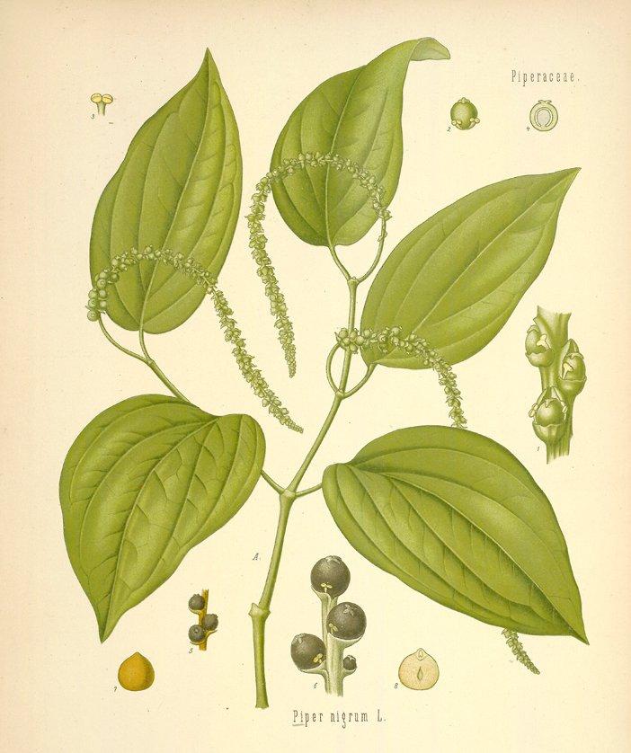 Foto: Pepřovník-Piper nigrum