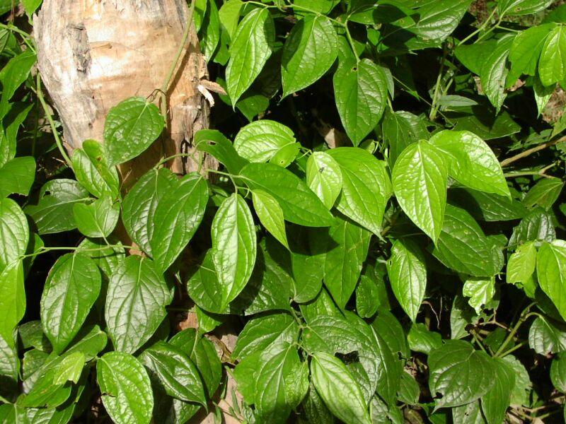 Foto: Pepřovník-Piper ribesioides