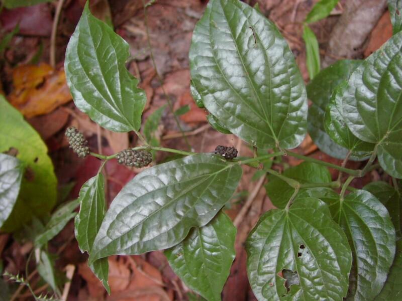 Foto: Pepřovník-Piper sarmemtosum