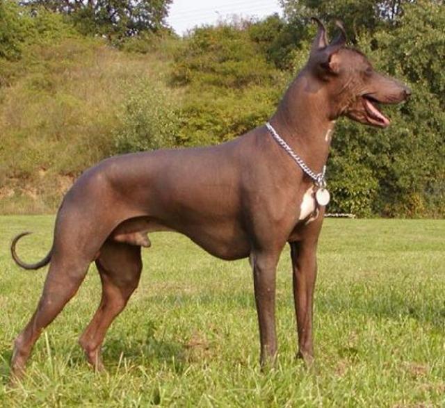 Foto: Peruvian Inca Orchid-Peruánský naháč velký. CHS NORT BRUN