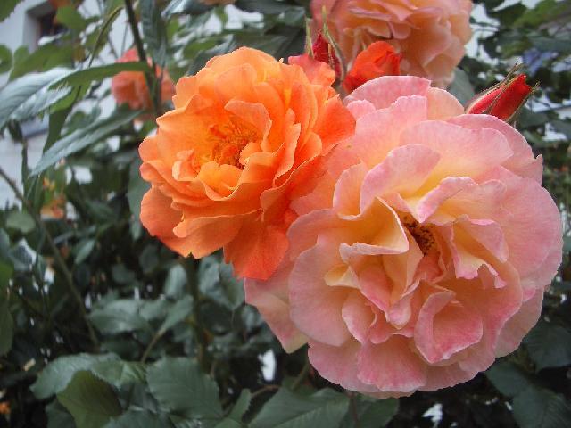 Foto: Pěstování růží-RŮŽE WESTERLAND. (Helena C.)