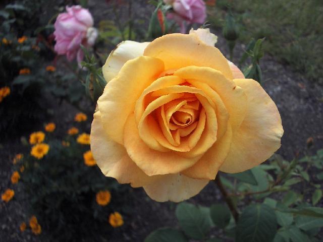 Foto: Pěstování růží-Růže. Pestitelka: Helena