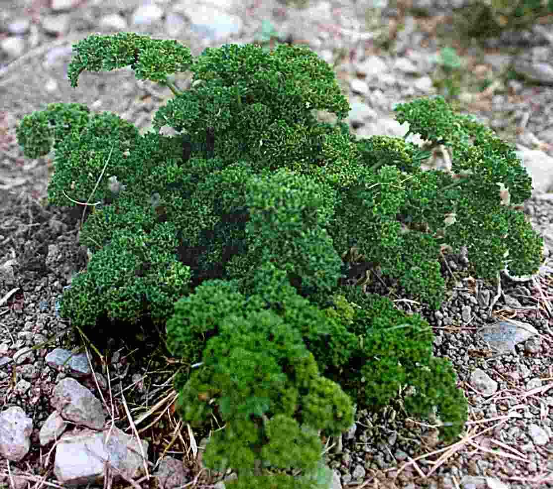 Foto: Petržel Kadeřavá