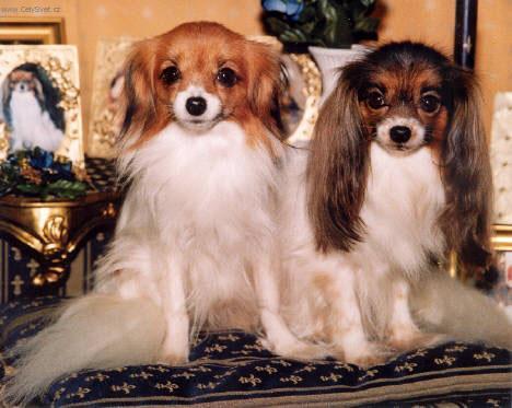 Foto: Phaléne-Majitelka: Bartoňová Eva