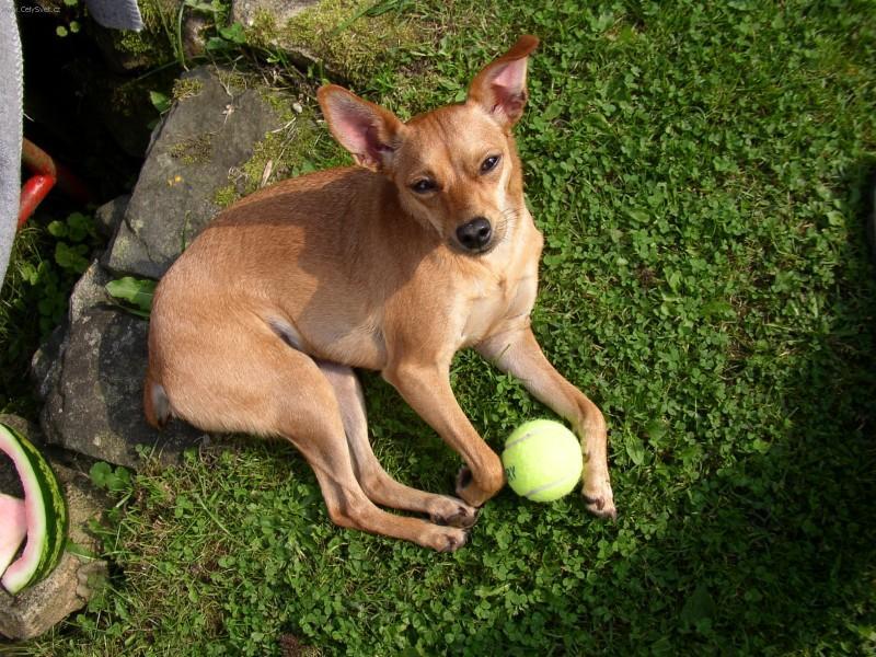 Foto: Pinč-harlekýn-Lusi. Majitelka: Paty