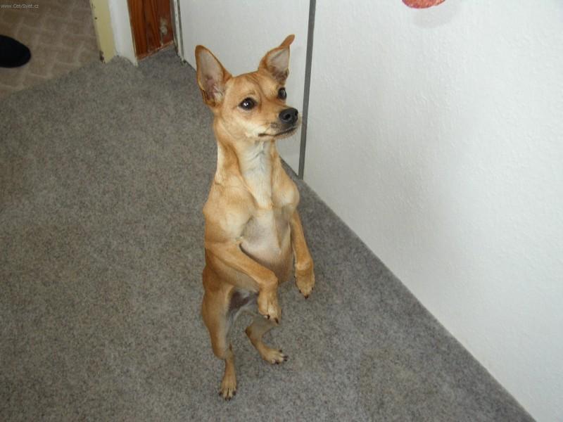 Foto: Pinč-harlekýn-Lusi. Majitelka: Paty