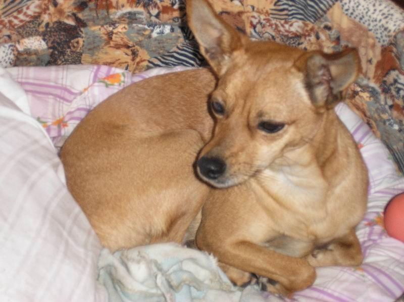 Foto: Pinč-harlekýn-Lusi. Majitelka: Paty