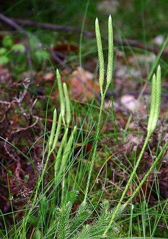 Foto: Plavuň Vidlačka