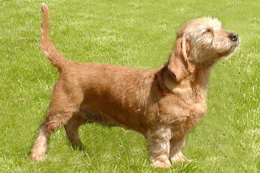 Foto: Plavý bretaňský baset-CHS: Kennel Check Star