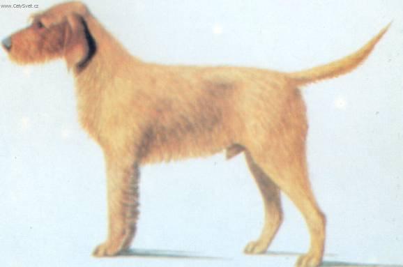 Foto: Plavý bretaňský hrubosrstý honič-Obrázek dle standardu FCI