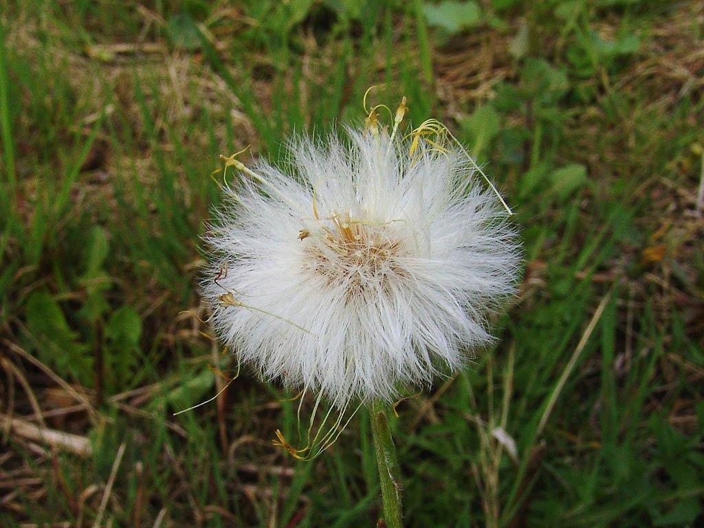 Foto: Podběl Lékařský