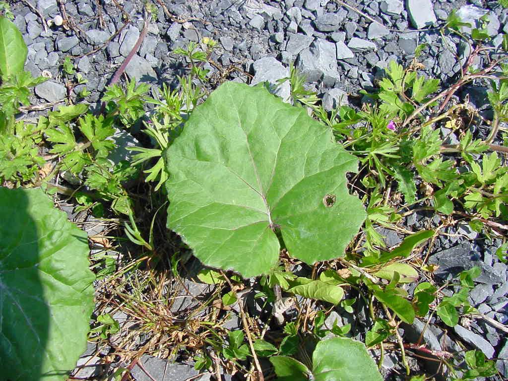 Foto: Podběl Lékařský