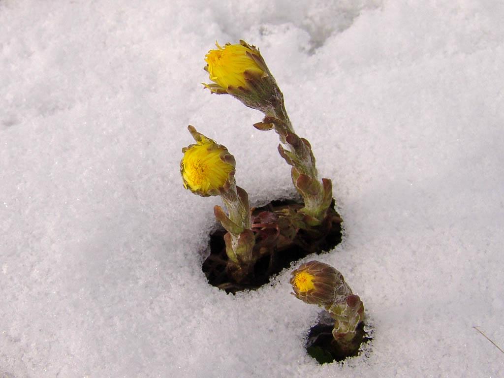 Foto: Podběl Lékařský