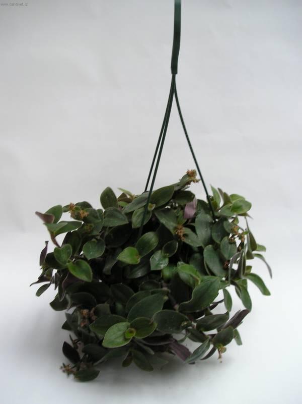 Foto: Poděnka, tradeskancie-Z vlastní sbírky