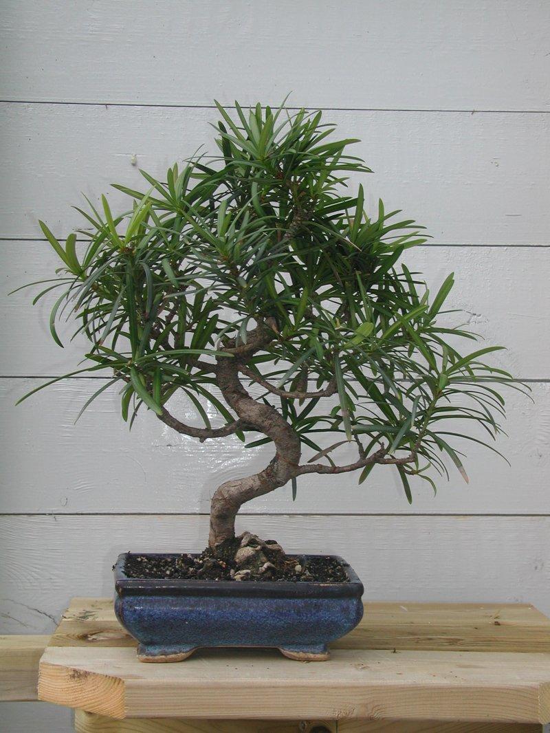 Foto: Podocarpus