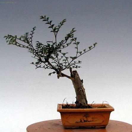 Foto: Pokojový jasan