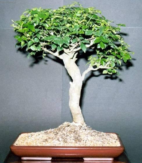 Foto: Pokojový jasan