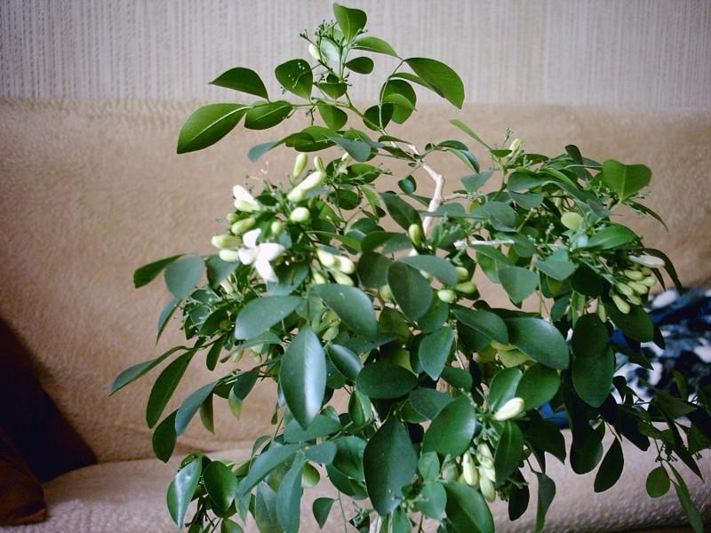 Foto: Pomerančový jasmín-tahle je vypěstovaná ze semínka a dokjonce na ní chodí i motýli : ). Pestitelka: Stehlíková