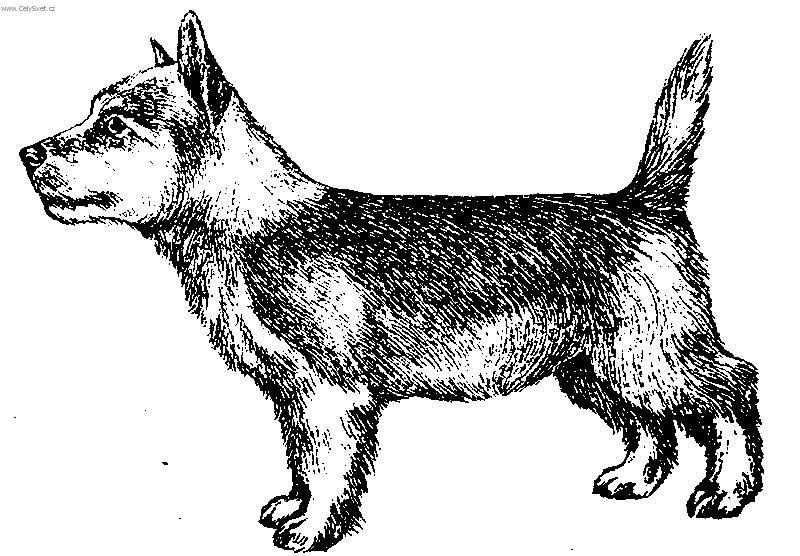 Foto: Portugalský podengo-Malý Portugalský podengo