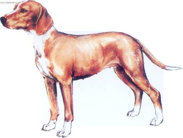 Foto: Posávský honič-Obrázek dle standardu FCI